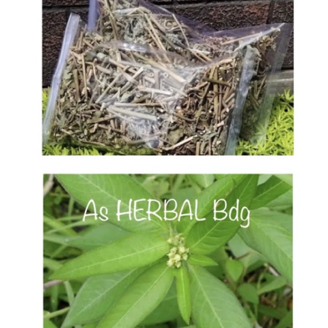 

Daun katemas kering / daun patikmas kering natural-az