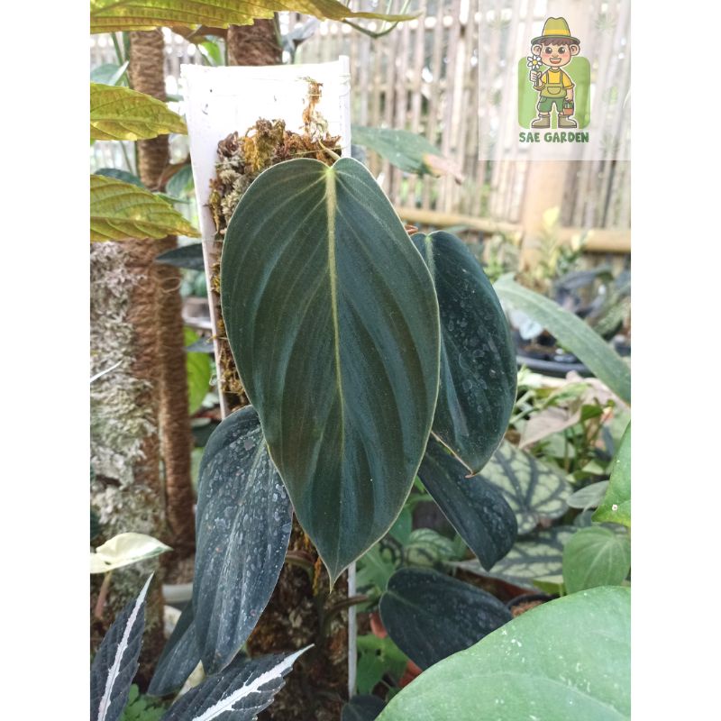 Philodendron Gigas