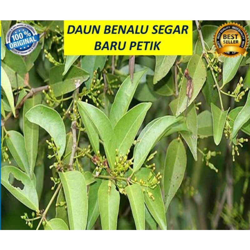 Jual 250 g Daun benalu/mladean yg tumbuh di pohon jeruk fres baru di
