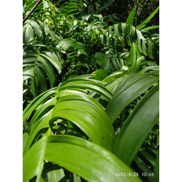 

daun ekor naga 250grm