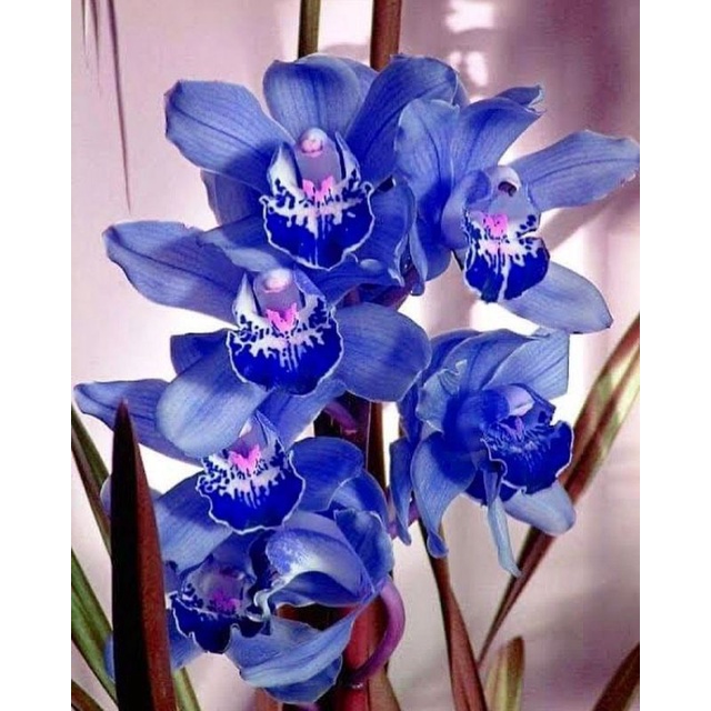 Anggrek cymbidium blue ice-anggrek cymbidium hidup-anggrek-cymbidium hidup-kembang hidup-tanaman hidup-bunga hidup murah