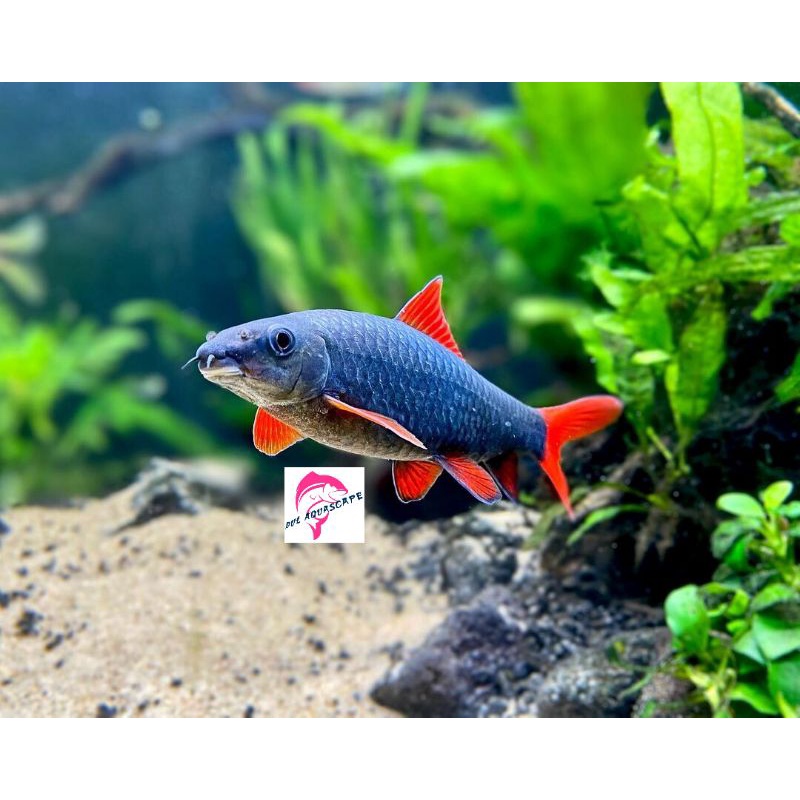 Hiasan aquarium / ikan hias redfind shark rainbow algaeter aquascape,ikan pemakan lumut,sisa makanan