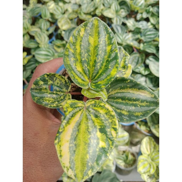 peperomia varigata