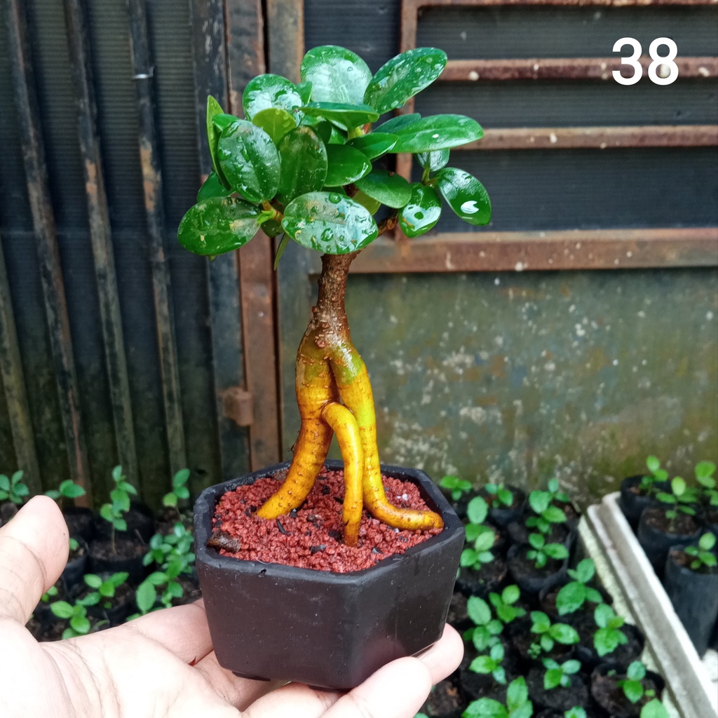 Mame Beringin Dolar / Beringin Korea Model #38, Bonsai Mame Shito Dari semai Biji