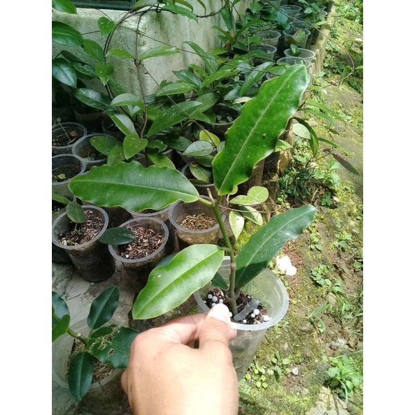 Hoya imperialis sp jabar