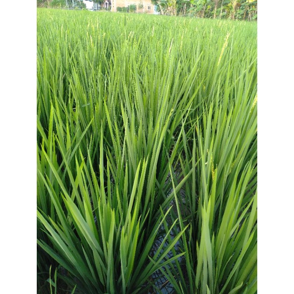 BIO7 PUPUK ORGANIK BIOAKTIFATOR