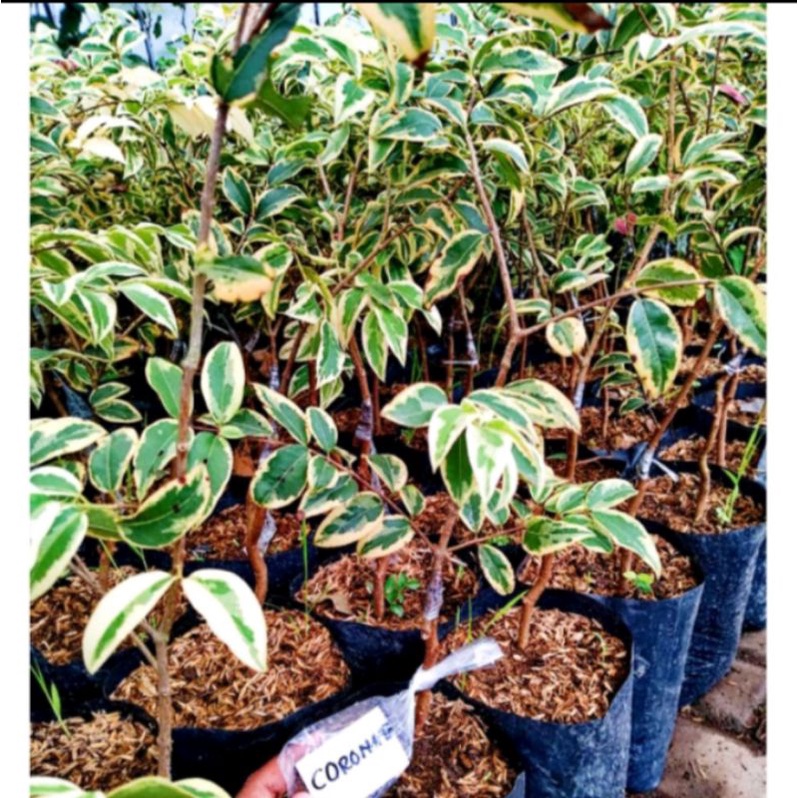 Bibit anggur Brazil preco varigata terlaris