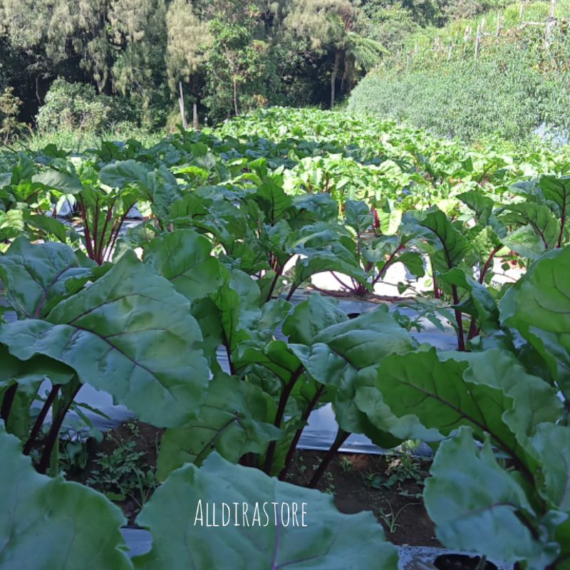 Shopritz Benih Buah Bit / Beet Root Ayumi F1 Repack Isi 100Biji