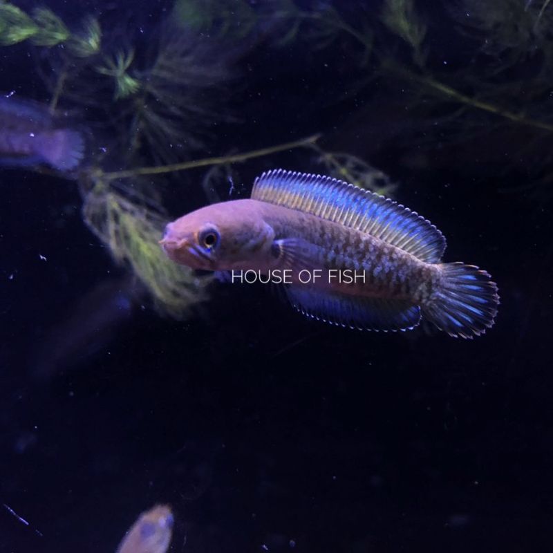 andrao premium indukan 10-12cm