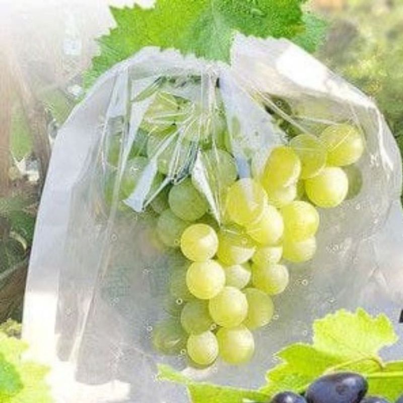 ID BRONGSONGAN PEMBUNGKUS PLASTIK BUNGKUS BUAH NDARUFRAM