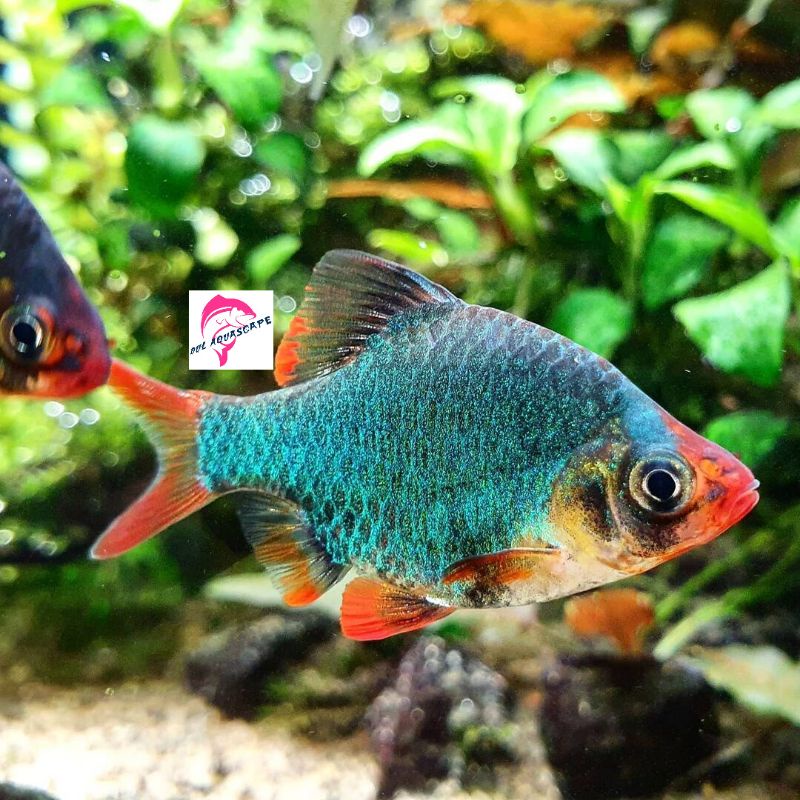 Hiasan aquarium / ikan hias green sumatra aquascape,ikan pemakan kutu