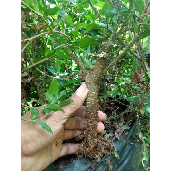 bibit bonsai sakura mikro sejari