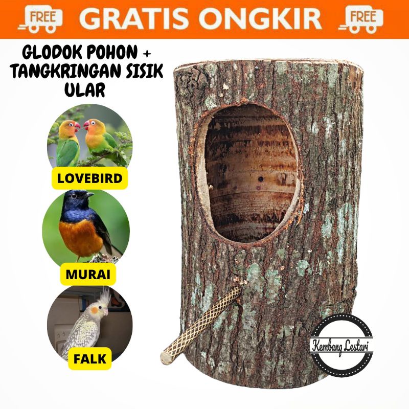 Glodok Pohon Lovebird, Falk / Glodok Murai