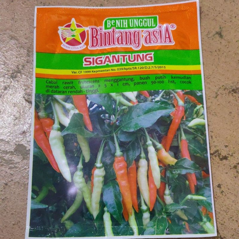 benih cabe rawit setan sigantung