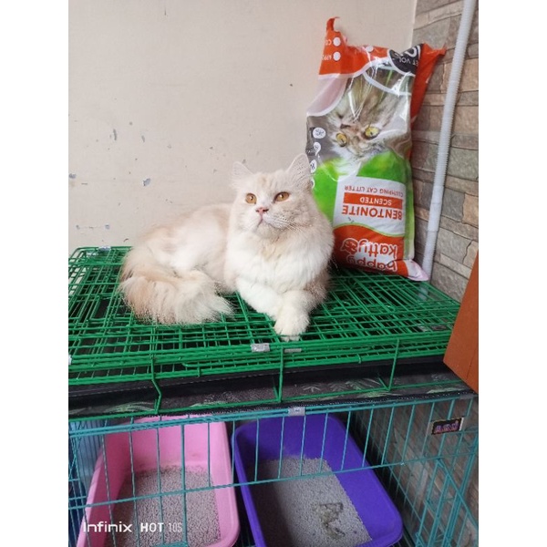 kucing persia jantan