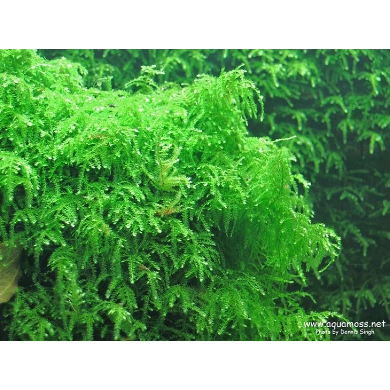 Moss Weping Java Moss - Moss Aquascape -Tanaman Aquascape Aquarium