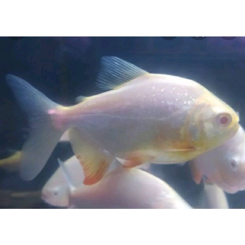 pacu albino
