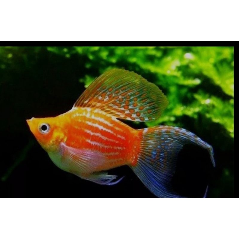 Molly | Molly Sunkist Lyretail | Cocok Buat Pajangan Di Aquascape
