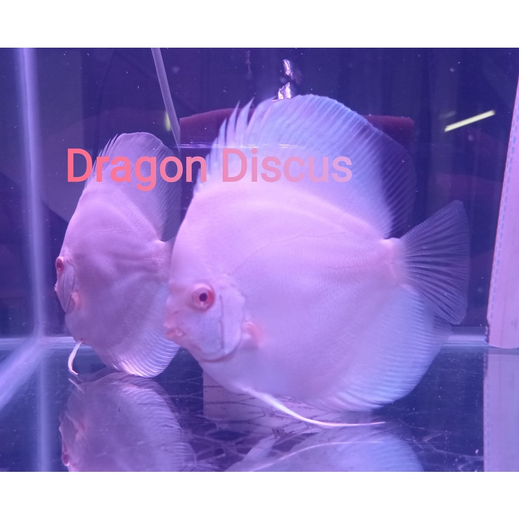 Discus Albino Platinum 4,5 inch