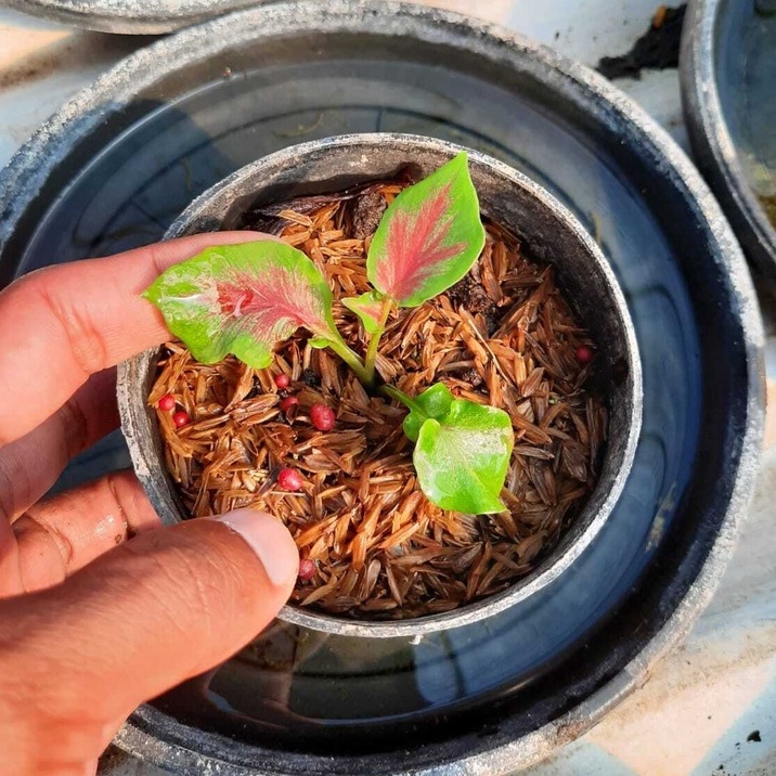 Bunga caladium red peacock/ caladium red peacock/ tanaman hias hidup red peacock/ tanaman hias hidup