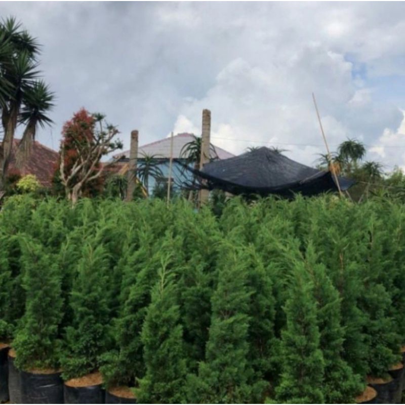 tanaman hias Cemara lilin 1 meter