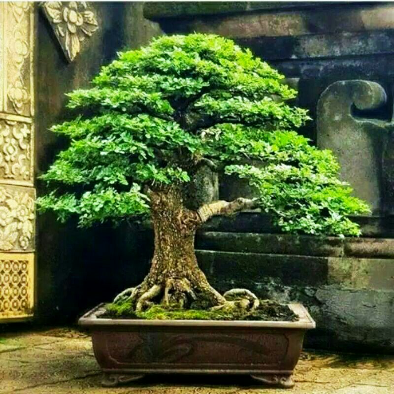 bibit bonsai pohon kawista batu/kawis batu