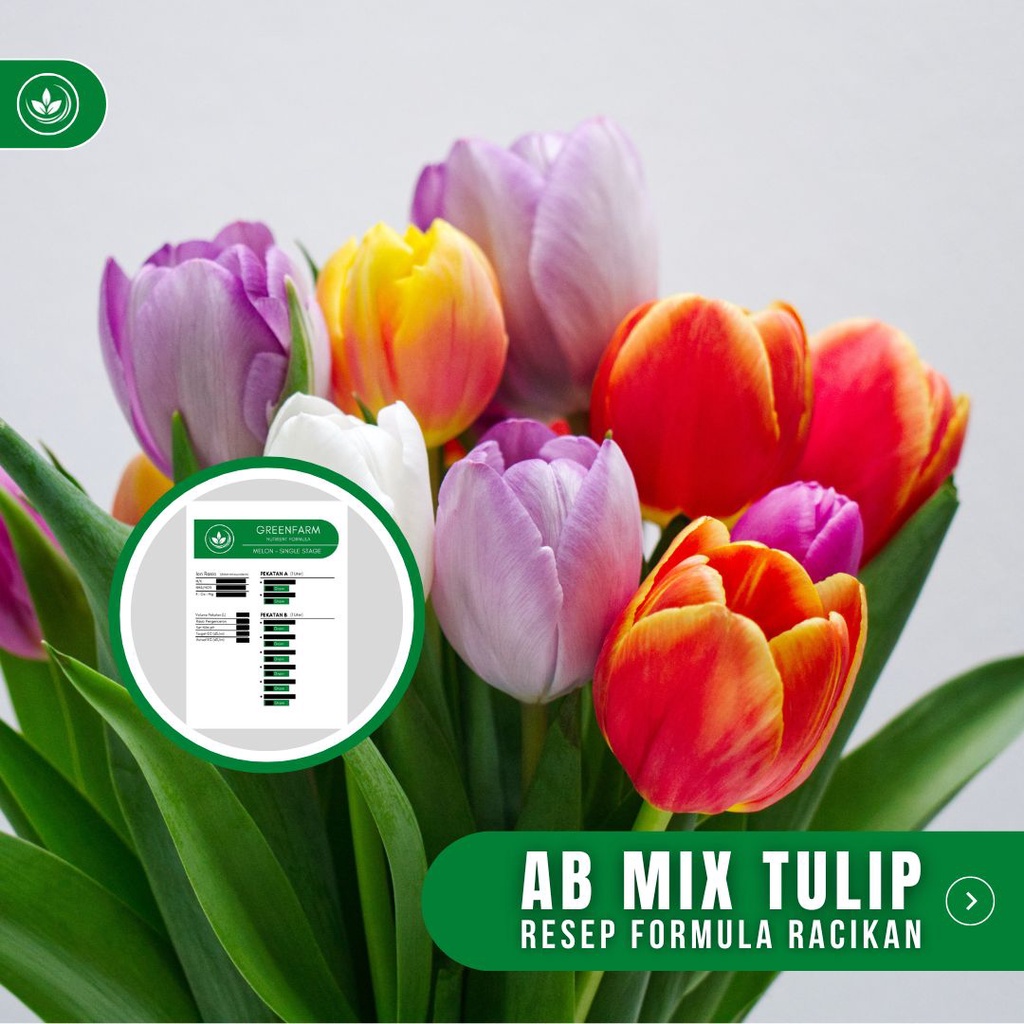 Resep AB Mix Tulip Formula Racikan Nutrisi Bunga Tulip