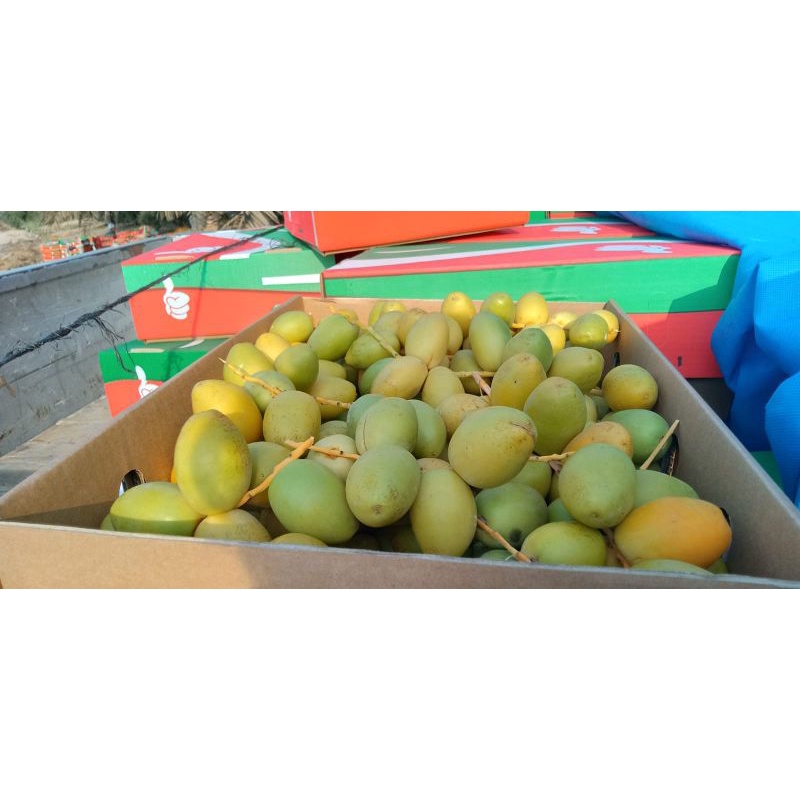 Kurma Muda fress ready tanggal 11 Oktober 2023