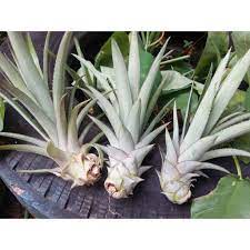 6 Bibit Nanas Bogor Madu Manis Murah