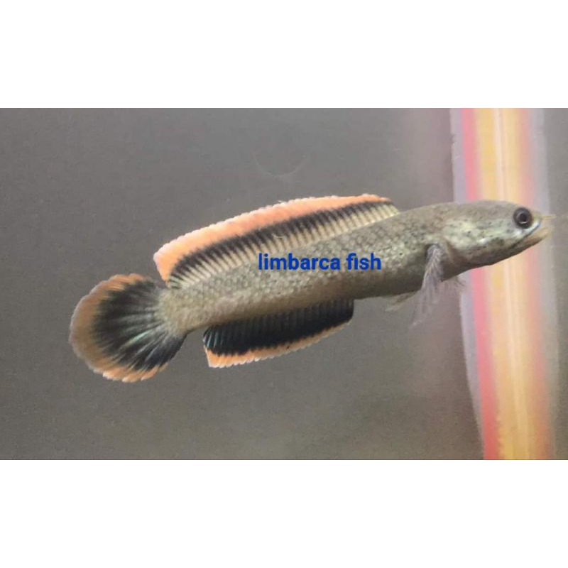 Limbata CB lawu 5-6cm rim TEBAL (kualitas grade A)