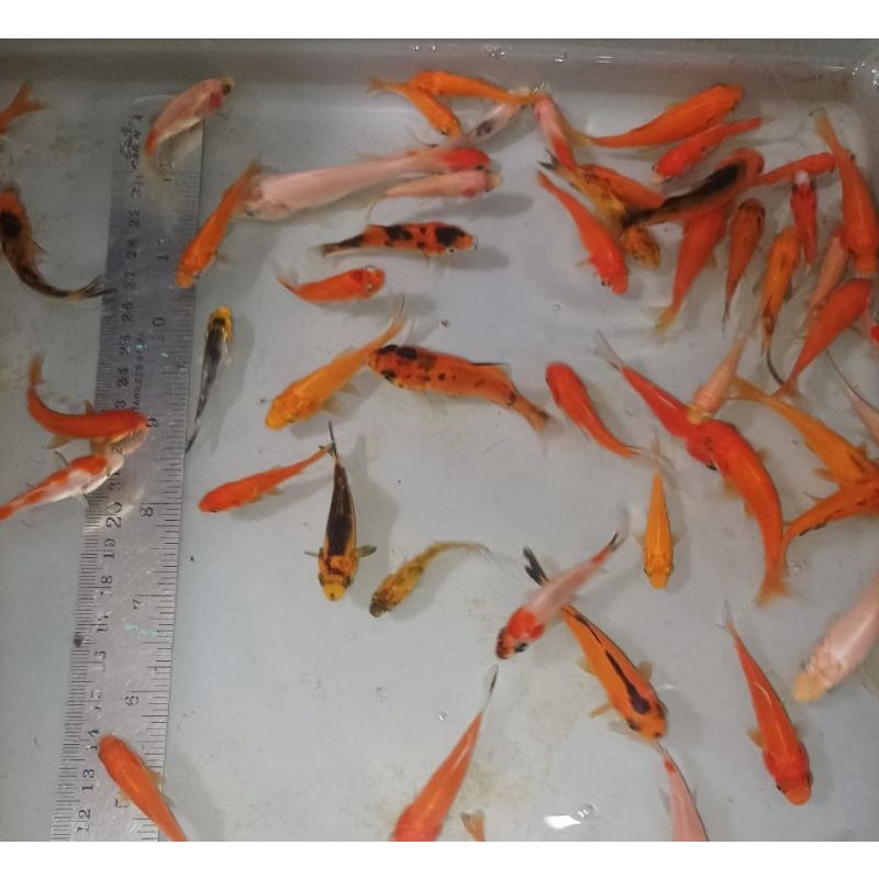 (Bandung) bibit ikan koi size 2-3-4cm