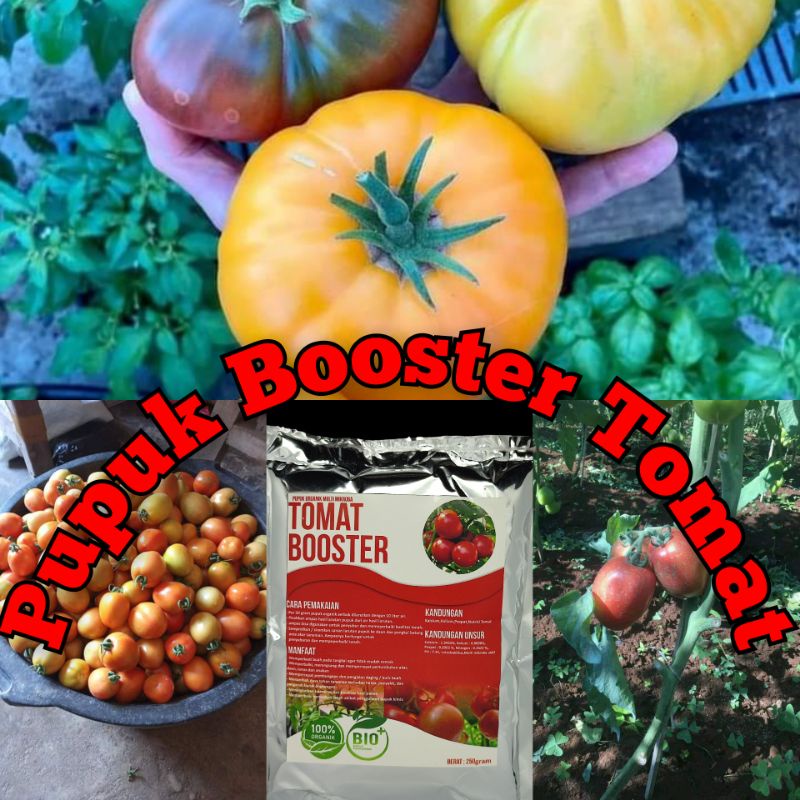 Pupuk booster buah TomatMurah Pupuk booster buah organik non kimia pupuk cair kilat npk urea merah p