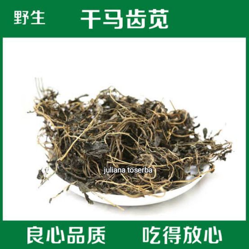 

Ma Ce Sien Brahmi 馬齿苋 Portulaca Oleracea Common Purslane 100 gram