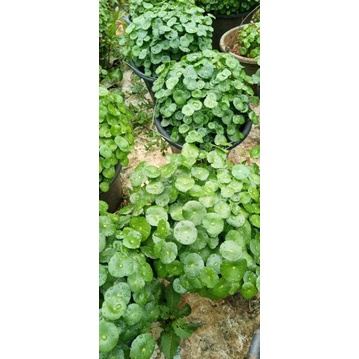 tanaman hias tanaman air pegagan