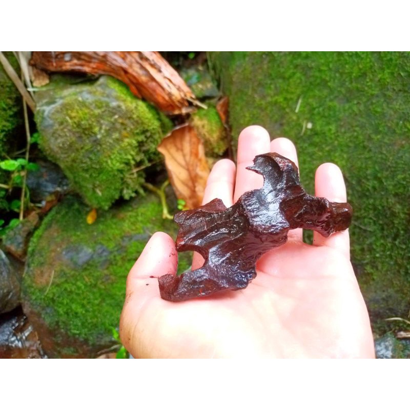 kayu rentek aquascape