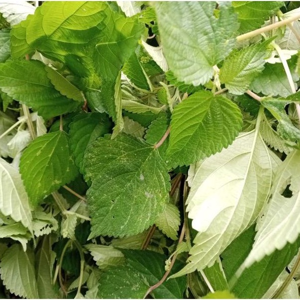 

jual daun jelatang segar 500g