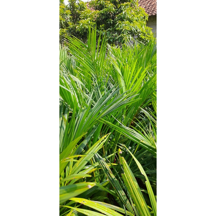 Palem Merah Palem Kuning Palem Kipas Paket Hemat Palem tunas bibit purworejo