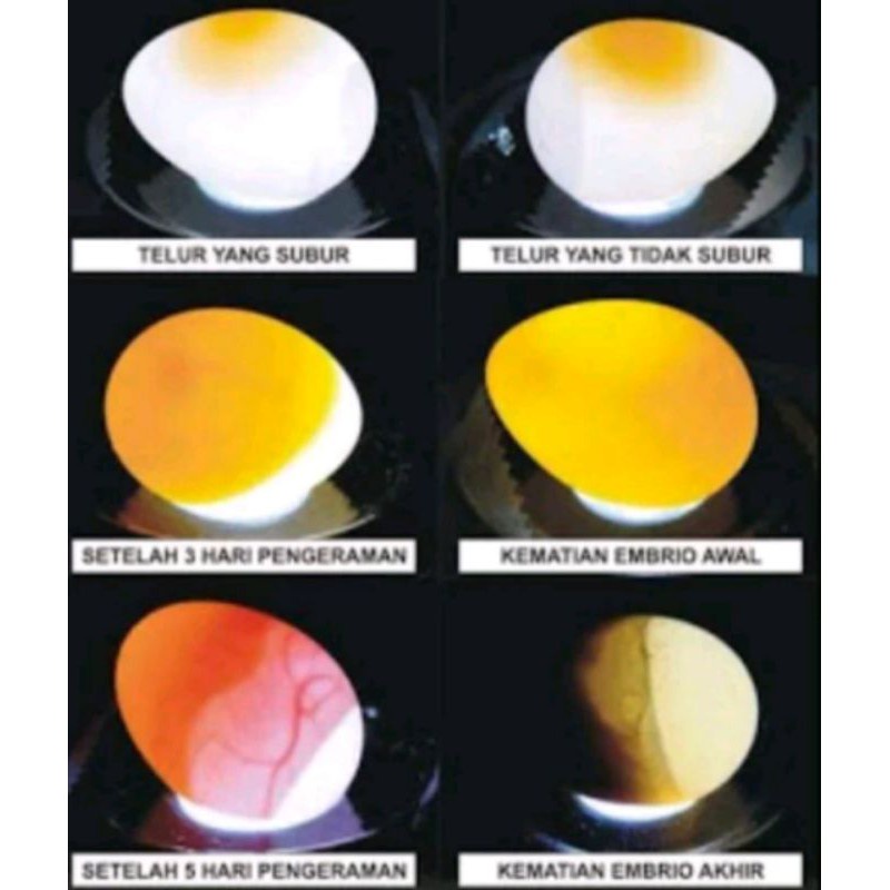 Senter kecil impor teropong telur senter mini senter saku senter kecil senter medis Led senter mesin