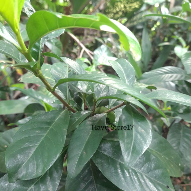 

Kacapiring Daun herbal berkhasiat Kecapiring