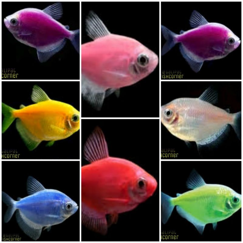 Glofish Glofish