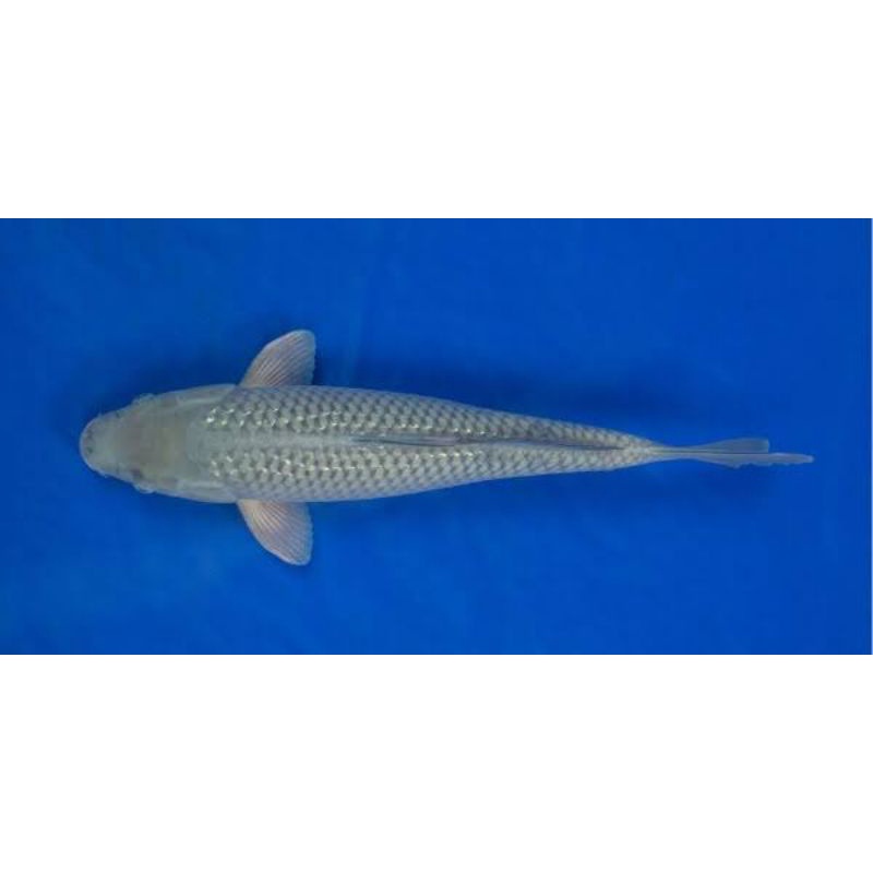 ikan koi soragoi ginrin non ginrin size 33-35cm