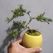 Bonsai Shito Hingkip + Pot Keramik