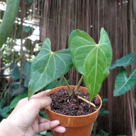 Clarinervium x Pterodactyl