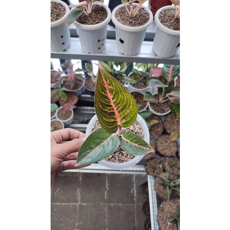 Aglonema Adelia