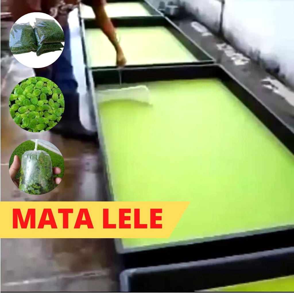 Tanaman Air Mata Lele Pakan Ternak 500 Gram