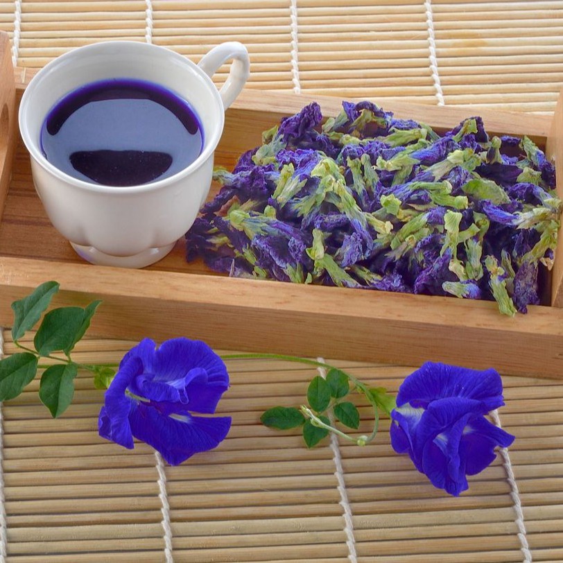 10 Bibit Bunga Telang Ungu Benih Tanaman Bunga Telang Non Tumpuk Mudah Tumbuh Unggul Berkualitas