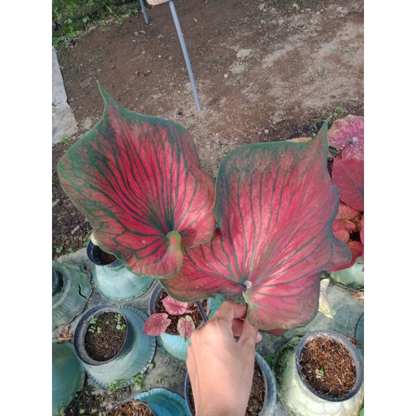 Tanaman hias bunga Keladi Thailand series/Bibit Keladi Red Ceria Daun Ganda Murah/bibit caladium/Keladi hias/caladium hias