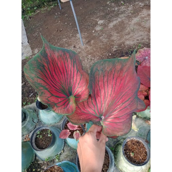 Tanaman hias bunga Keladi Thailand series/Bibit Keladi Red Ceria Daun Ganda Murah/bibit caladium/Kel