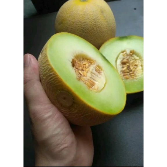 

Buah Melon Madu Super Manis perbuah