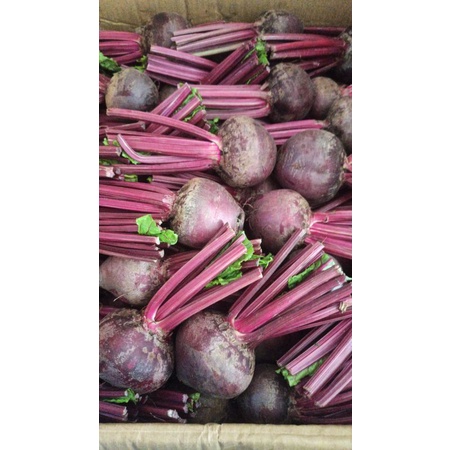 

BUAH BIT TERMURAH 1/2 kg